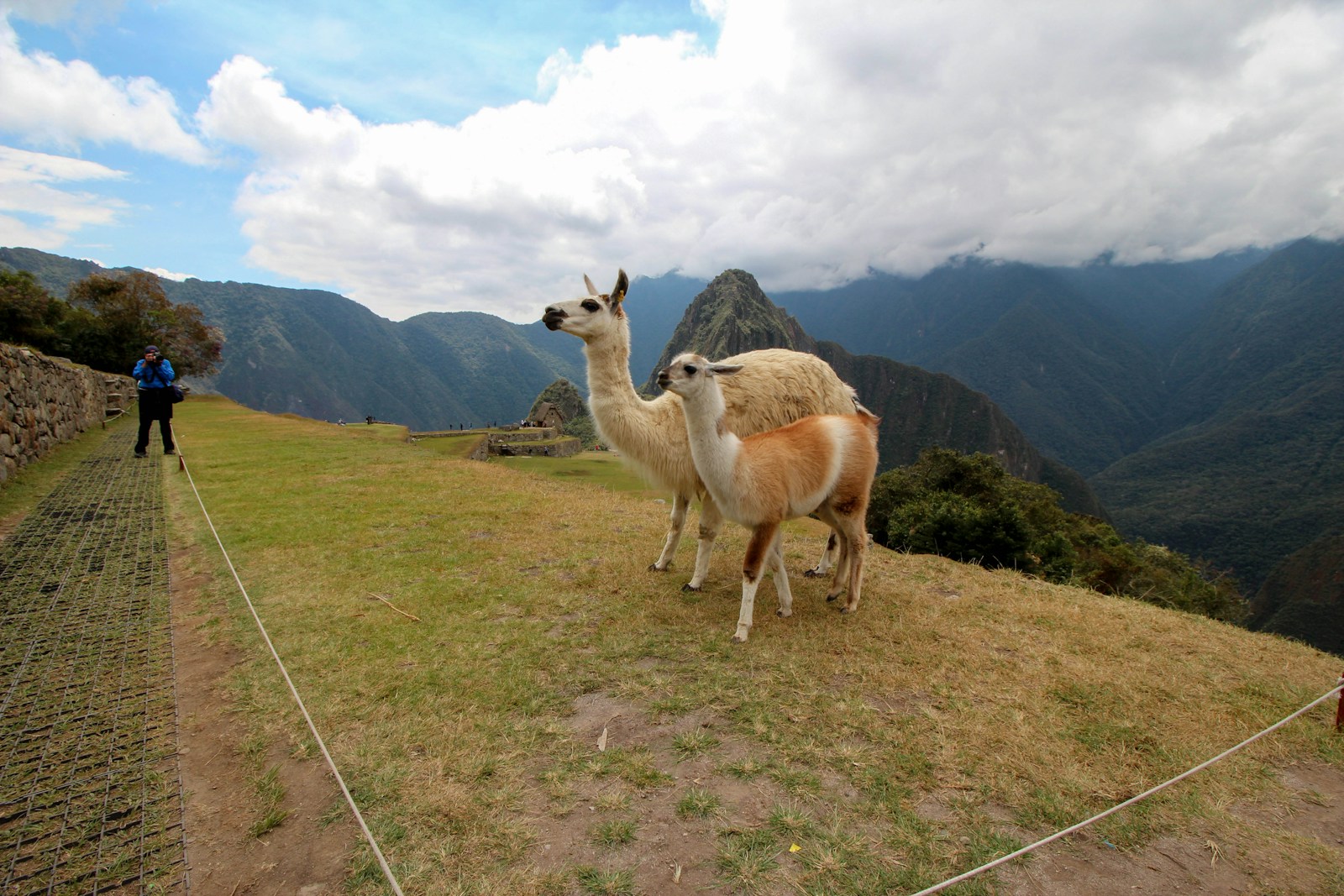 a couple llamas on a grassy hill with mountains in the background