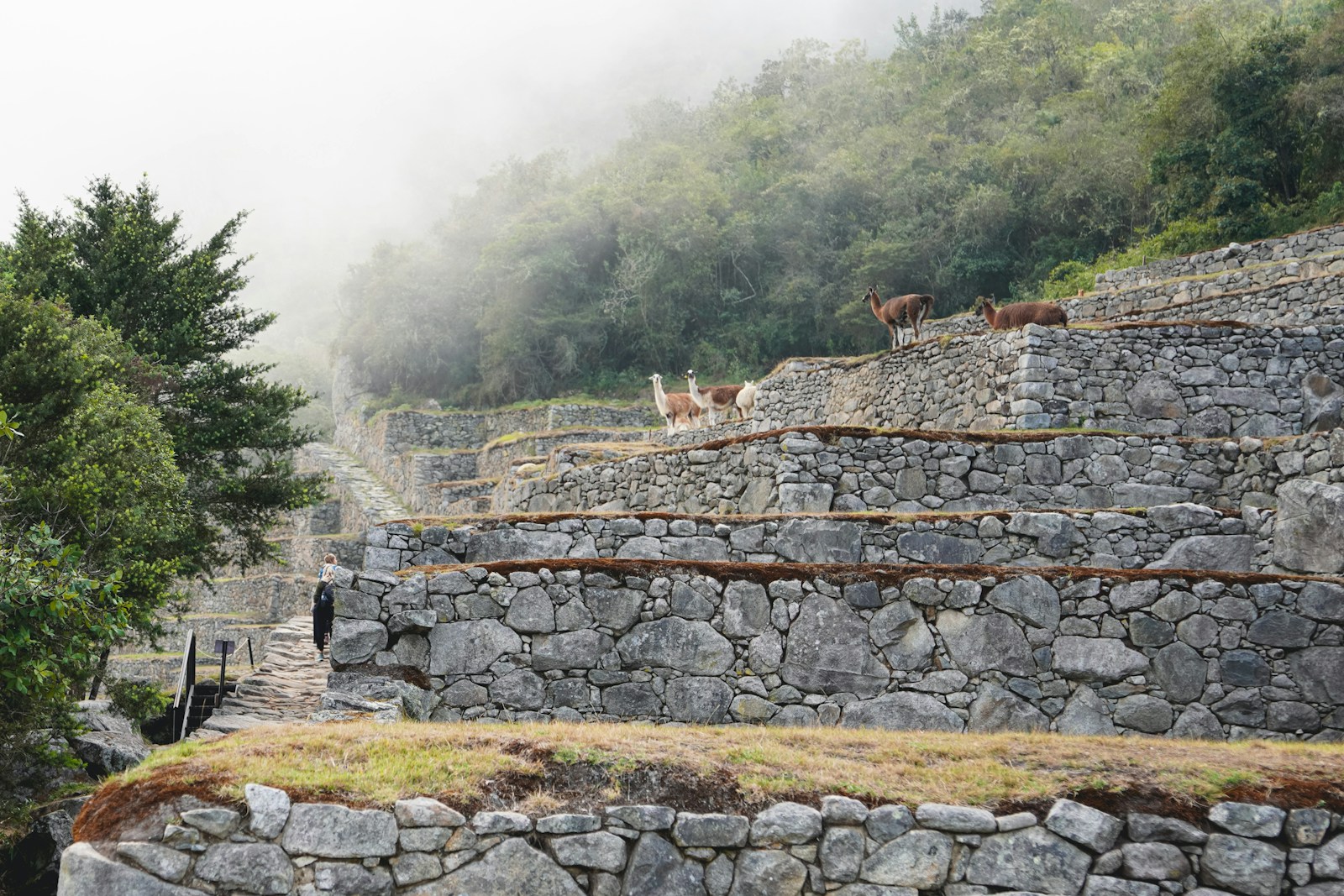a group of animals on a stone wall