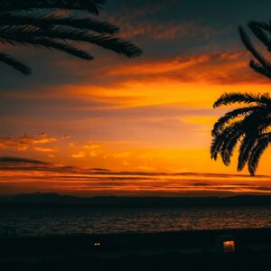 silhouette of palm tree during sunset